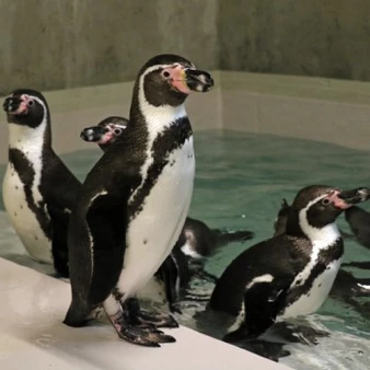 Pingwiny i atrakcje dla dzieci w Zoo Chorzów