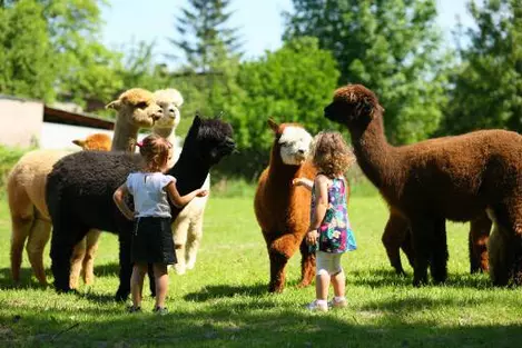 Atrakcje dla dzieci w Alpaka Farm