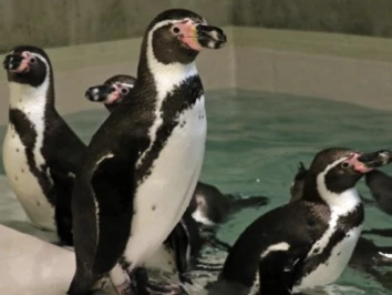 Pingwiny i atrakcje dla dzieci w Zoo Chorzów