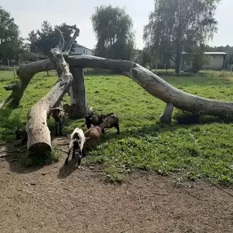 Mini Zoo w Wodzisławiu Śląskim