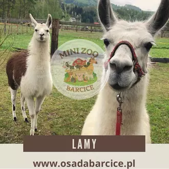 Lamy Mini Zoo Barcice