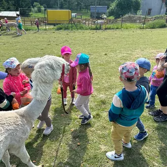 Alpaka Konradów w Lądek-Zdrój wycieczki szkolne dla dzieci