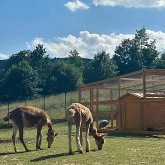 Alpaka Konradów w Lądek-Zdrój mini zoo