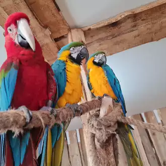 Papugarnia Zakopane atrakcje dla dzieci