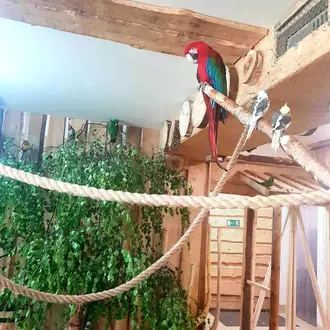 Papugarnia Zakopane atrakcje 