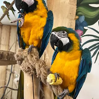 Papugarnia atrakcje Zakopane 