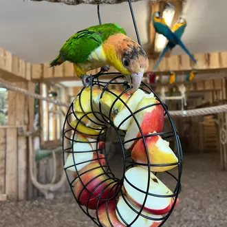 Papugarnia w mieście Zakopane atrakcje dla dzieci