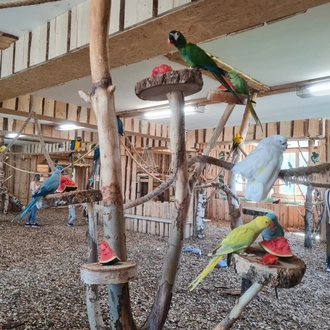 Papugi w papugarnia Zakopane