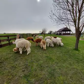 Zagroda Alpaki na Mazowszu atrakcje dla dzieci