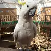 atrakcje dla dzieci Papugarnia śląsk